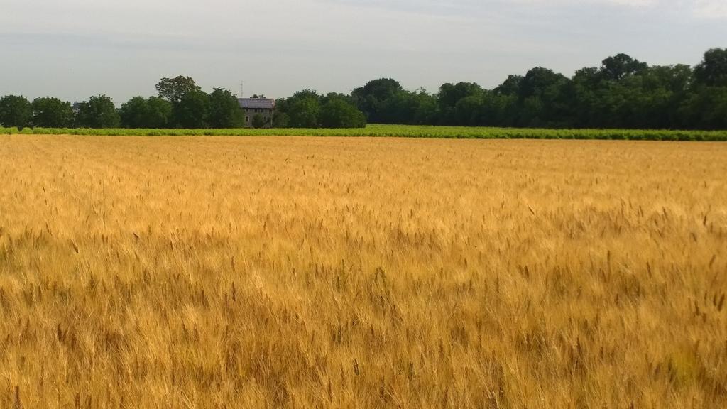 La Vigna Dei Peri Villa Quattro Castella Exteriör bild